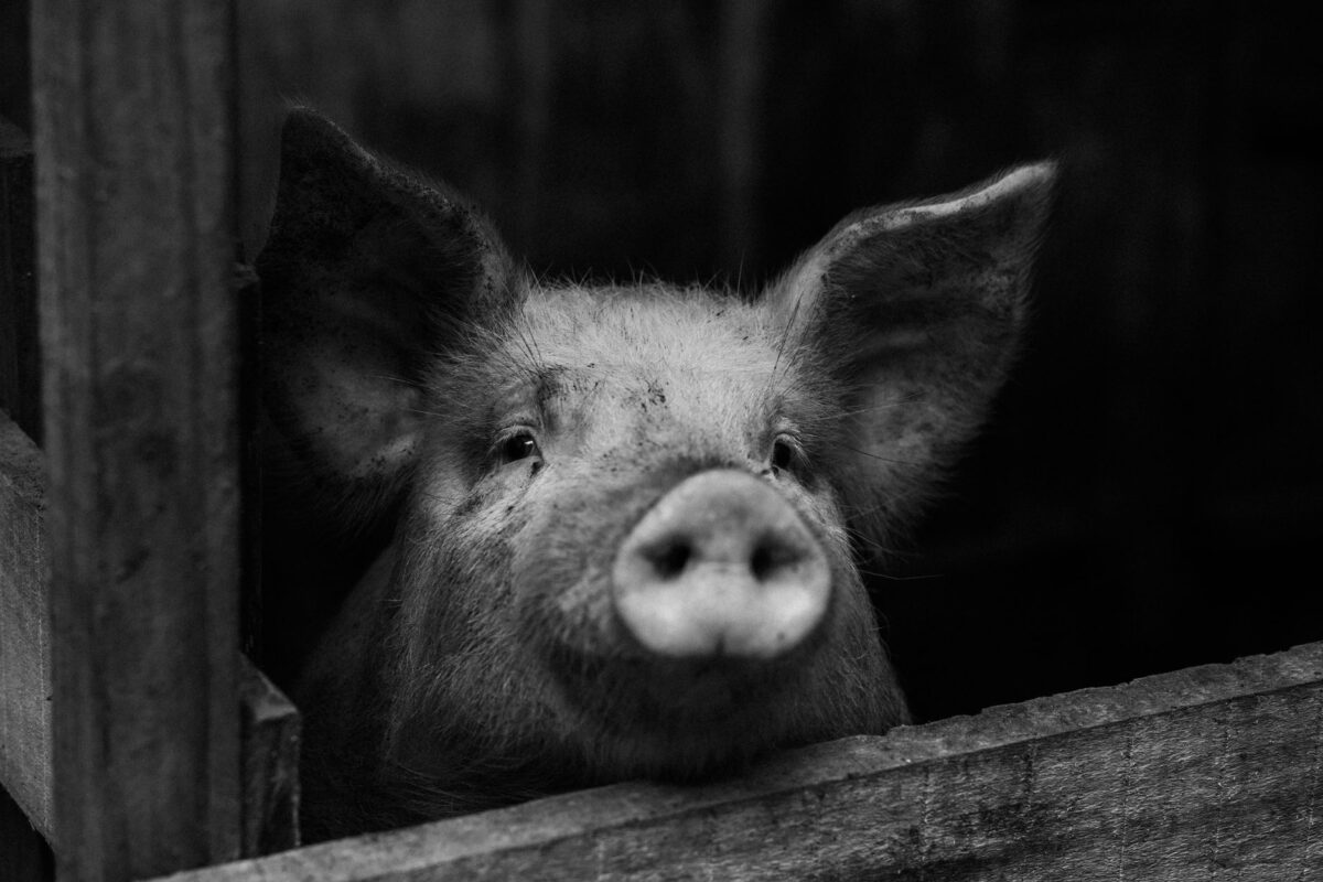 origine exacte porc qu