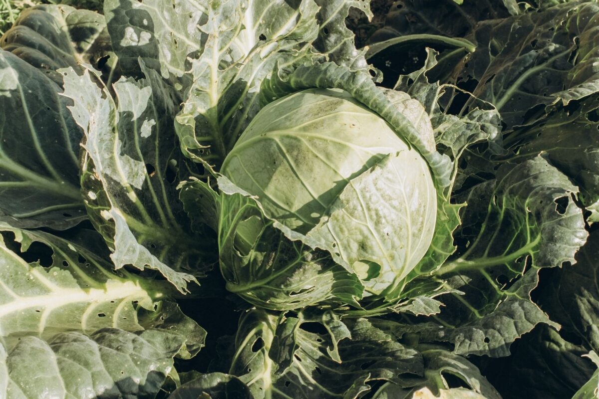 chou bœuf haché variantes erreurs fréquentes